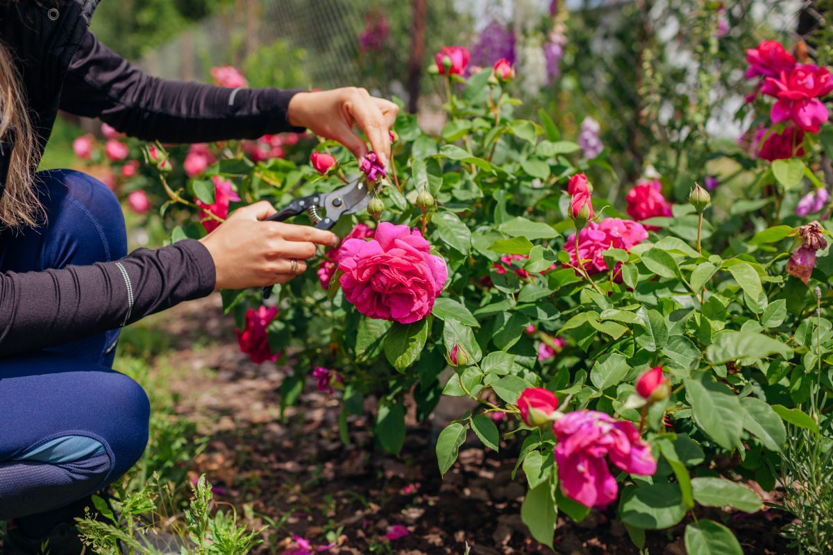 Garden Plants That Clean Up After Themselves