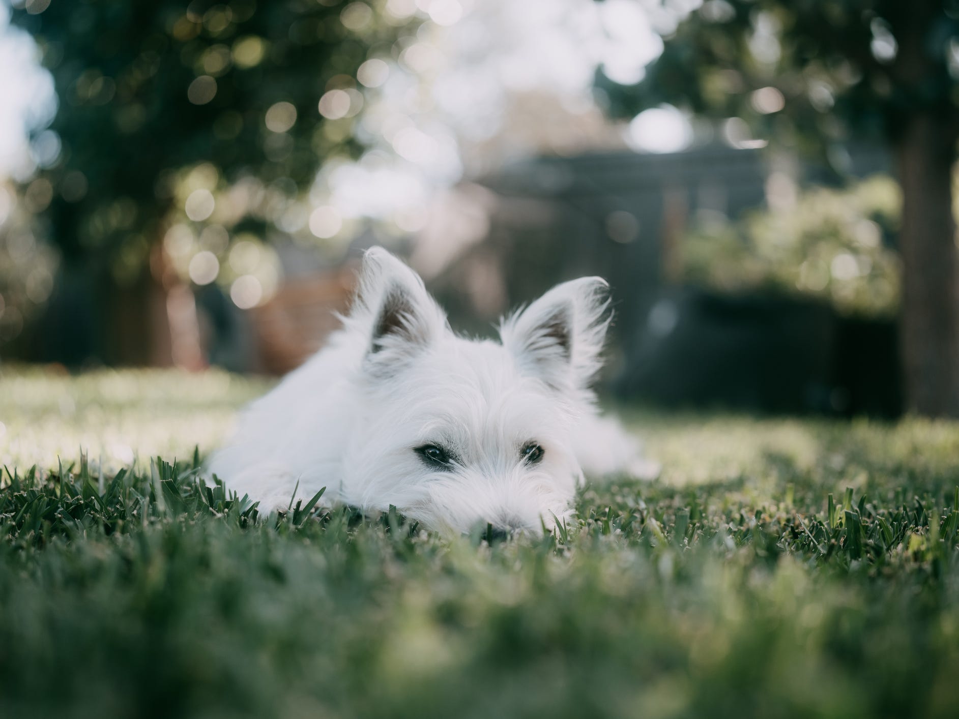 How to Keep Your Dog Safe During Wildfire Smoke