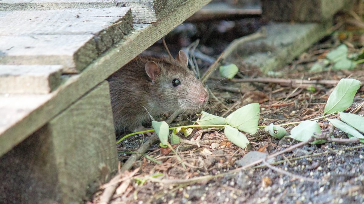 How to Store Firewood and Secure Outbuildings Before Winter Pests Move In