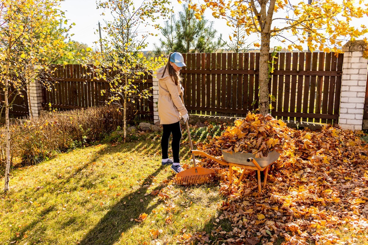 Raking Leaves the Right Way: Timing, Tools, and Less Work