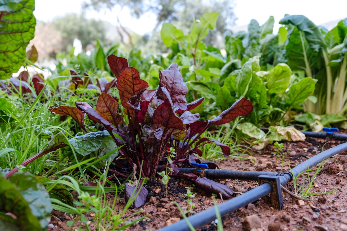 What a DIY Drip System Taught Me About Organized Garden Watering