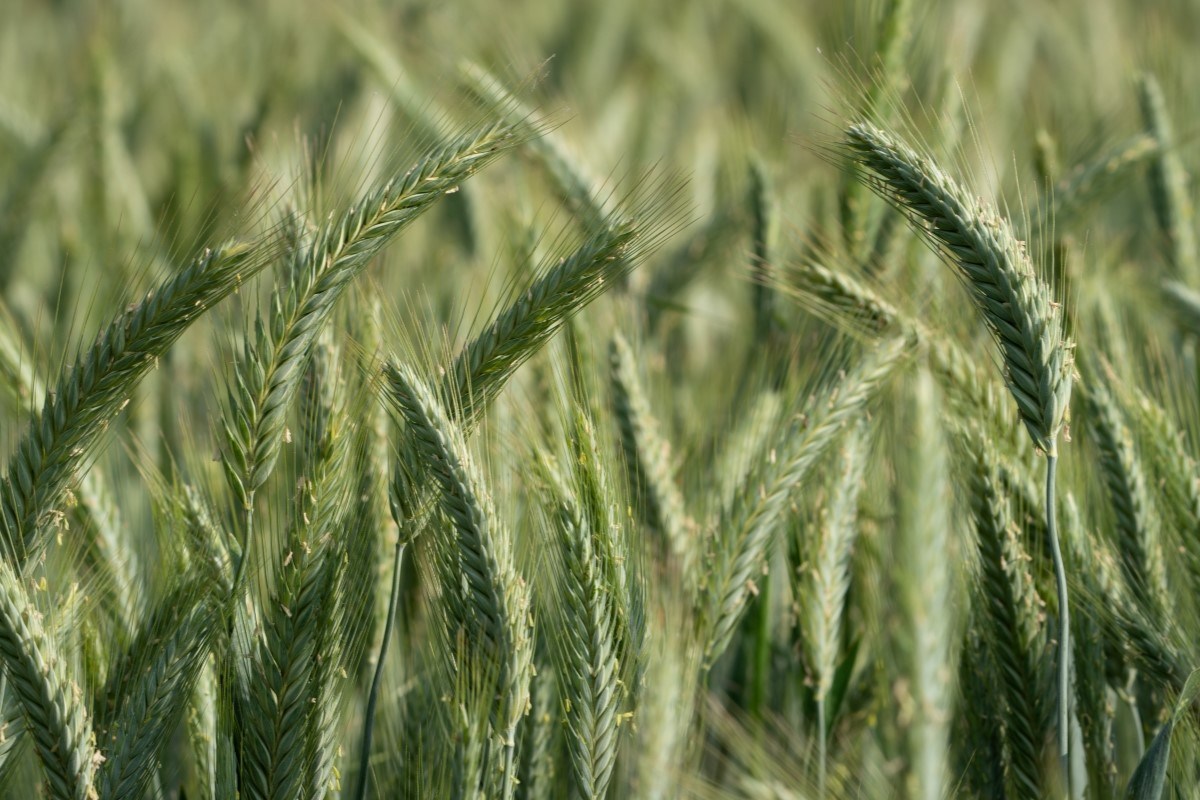 What Cover Crops Actually Do for Garden Soil